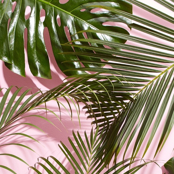 Meet your Posher, Bree - Picture 1 of 1